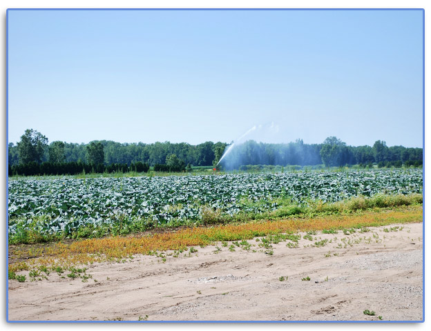 A travelling rain gun irrigating a vegetable field